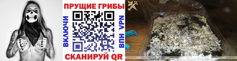 Псилоцибиновые грибы Cubensis  Болотное 